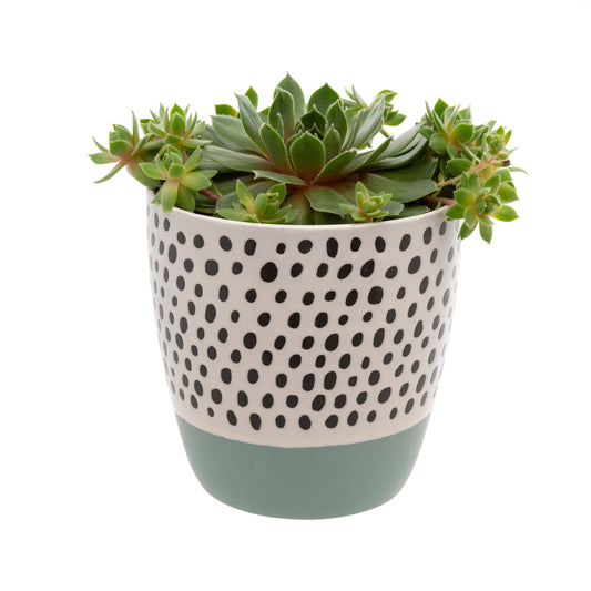 Polka Dot Pot