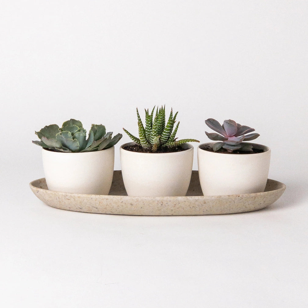 Nest Tray