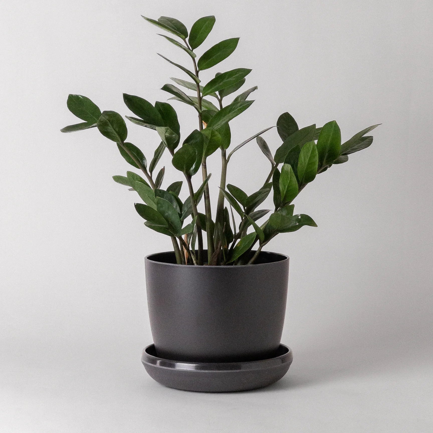 bamboo-black-planter-w-saucer-5