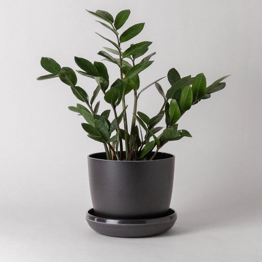 bamboo-black-planter-w-saucer-5