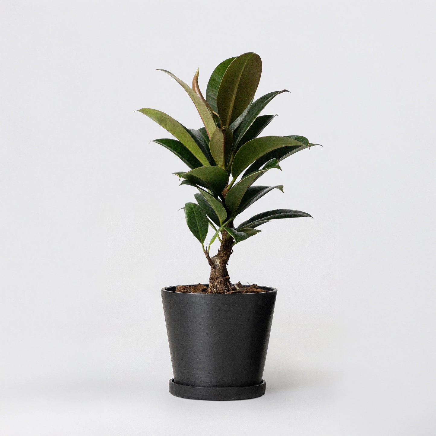 7"Tapered Pot w/Saucer