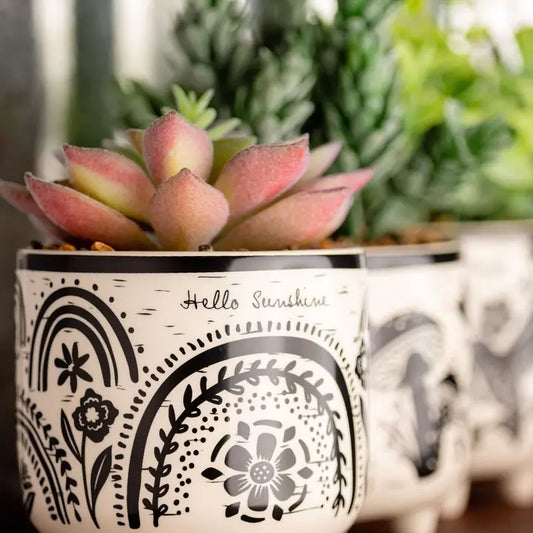 Hello Sunshine Pot w/Plant