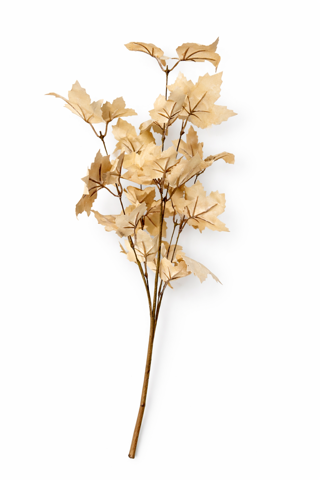 Maple Leaves Branch