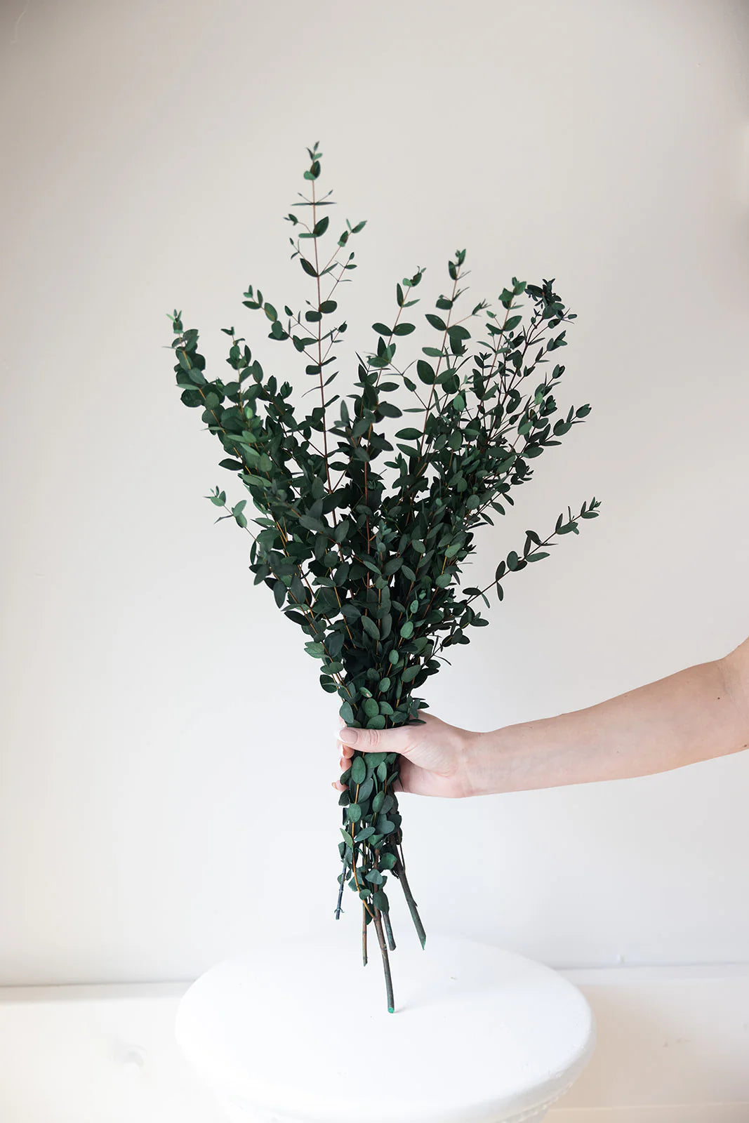 Preserved Parvifolia Eucalyptus