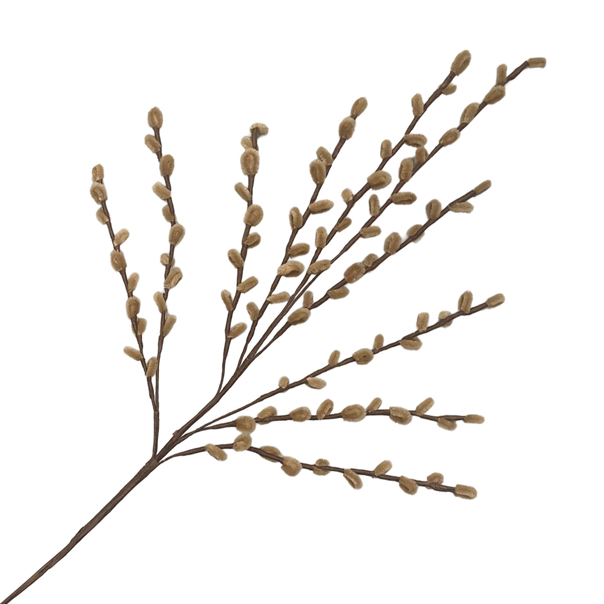 Pussy Willow Stem