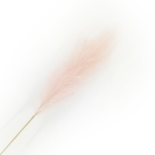 Pink Pampas Grass