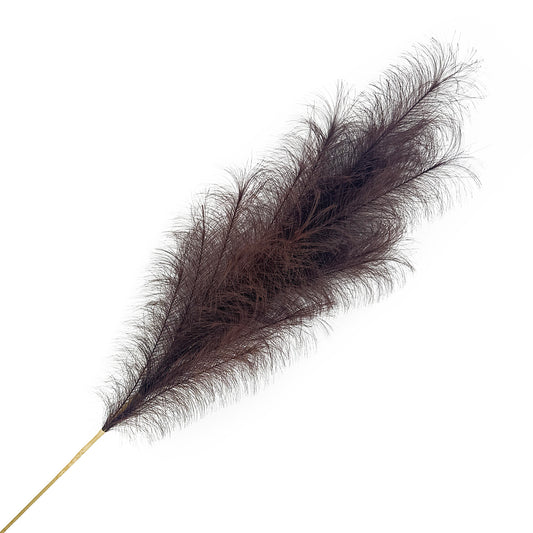 Black Pampas Grass