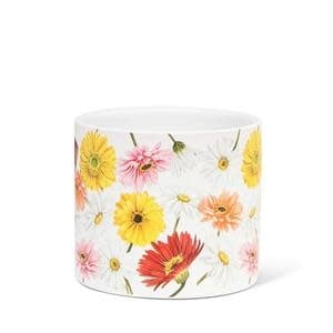 gerbera-daisy-pot-4