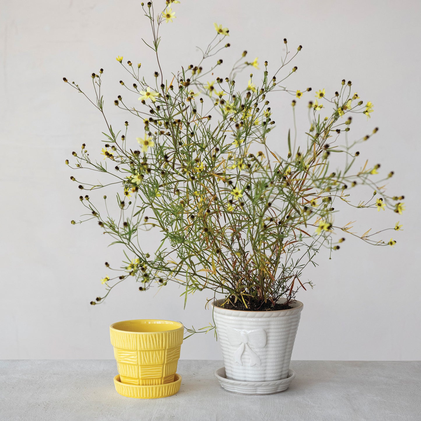 Yellow Pot w/Saucer