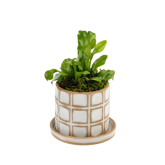 calder-pot-w-saucer-5