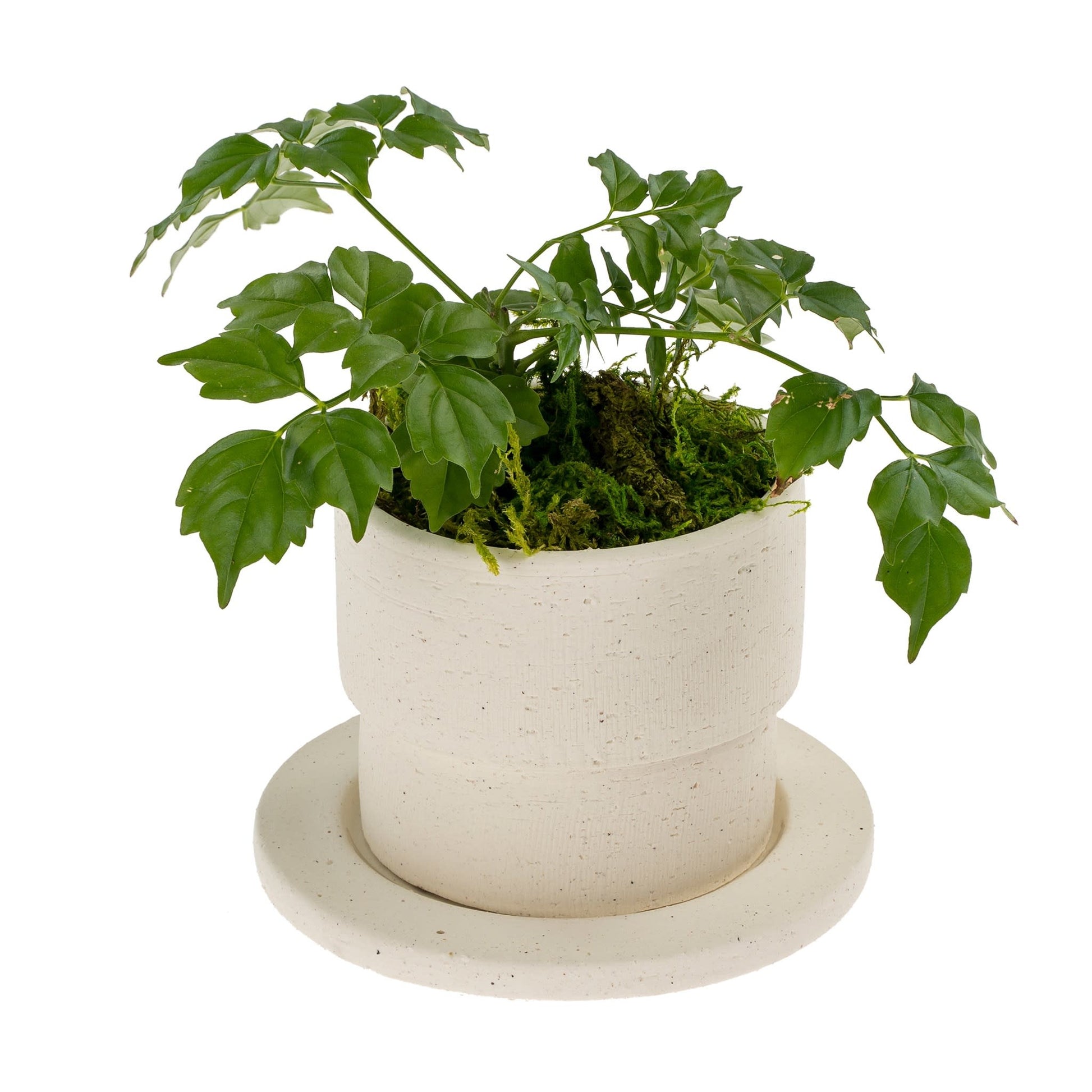 white-clay-pot-w-saucer-5