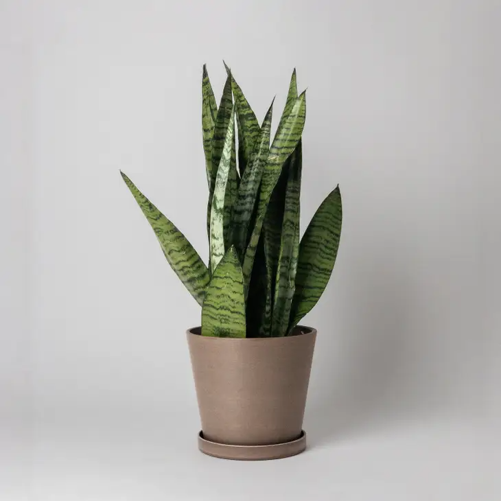 beachwood-7-pot-w-saucer