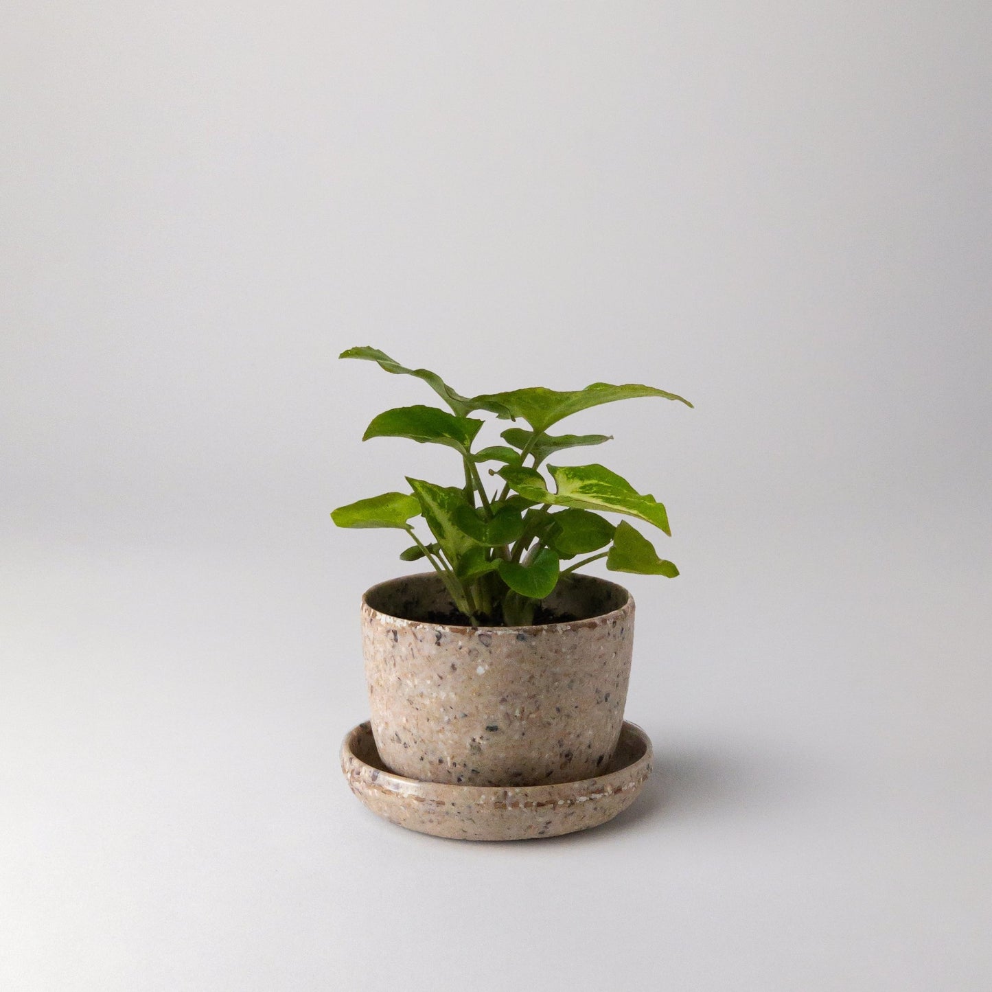 coffee-bean-husk-mini-planter-3