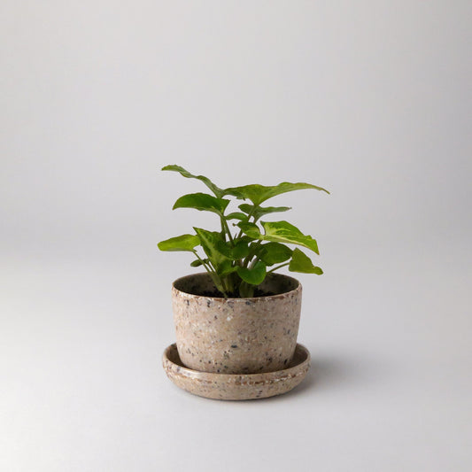 coffee-bean-husk-mini-planter-3