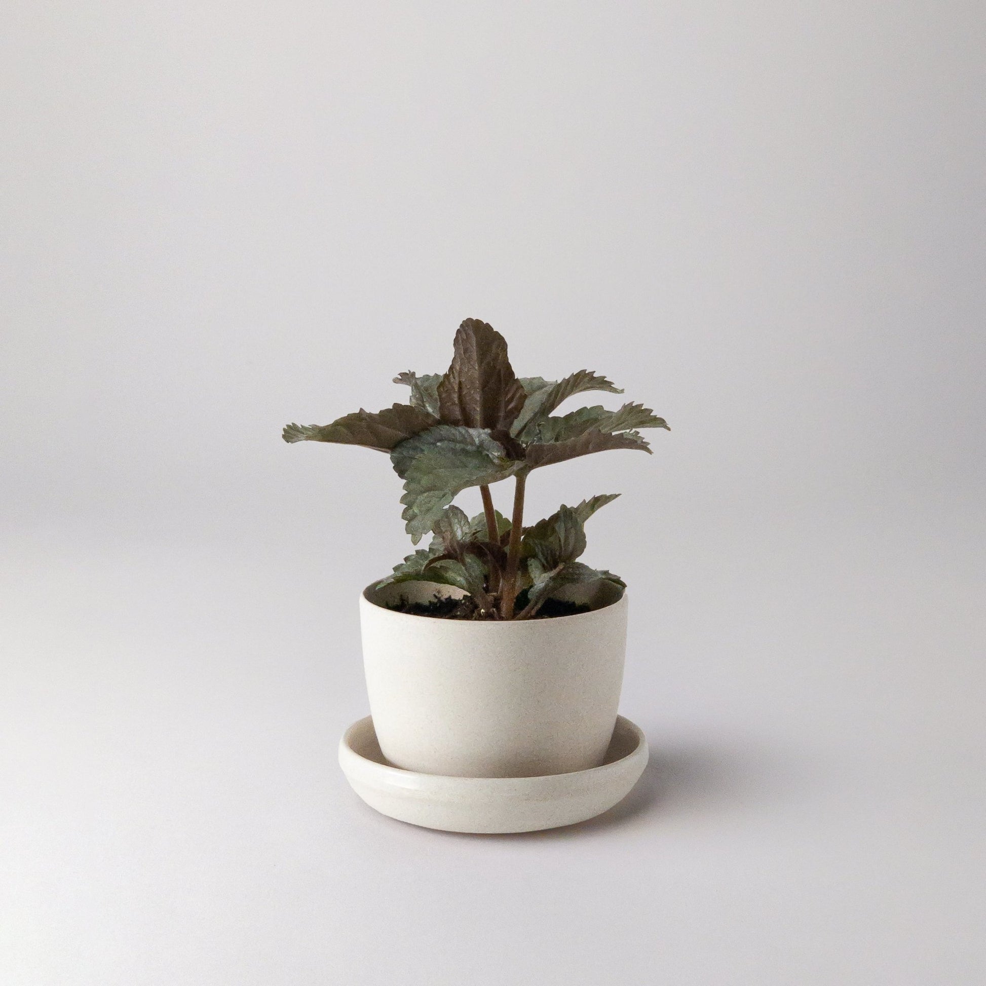 bamboo-fibre-planter-white-3