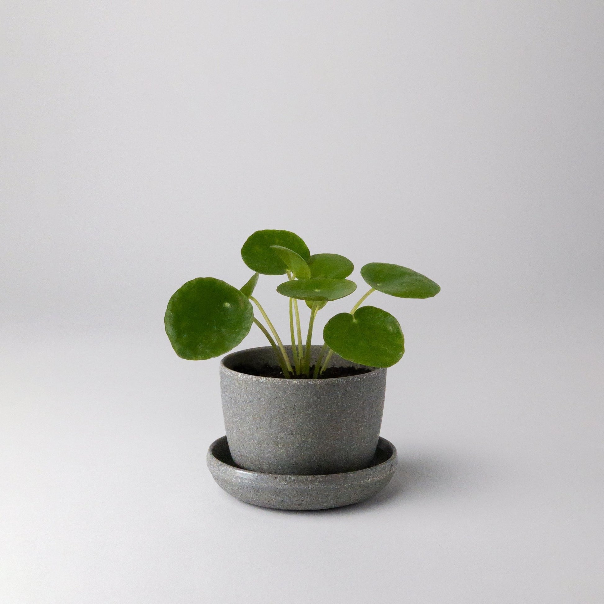 wheat-husk-planter