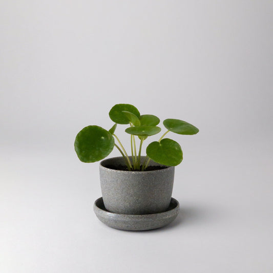 wheat-husk-planter
