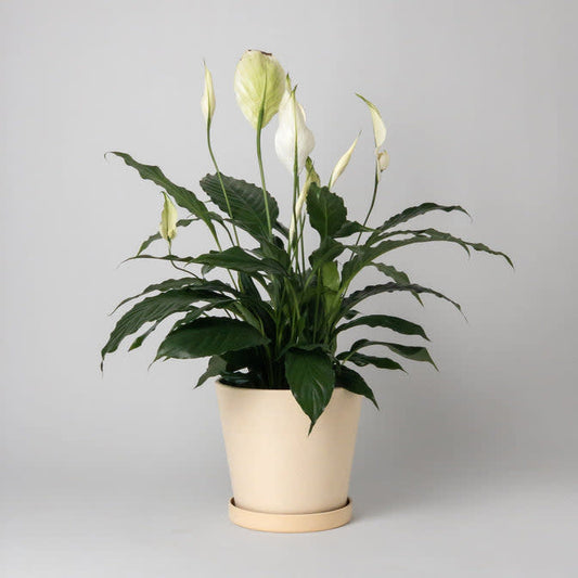 tatami-sand-7-planter-w-saucer