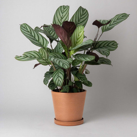 terracotta-7-planter-w-saucer