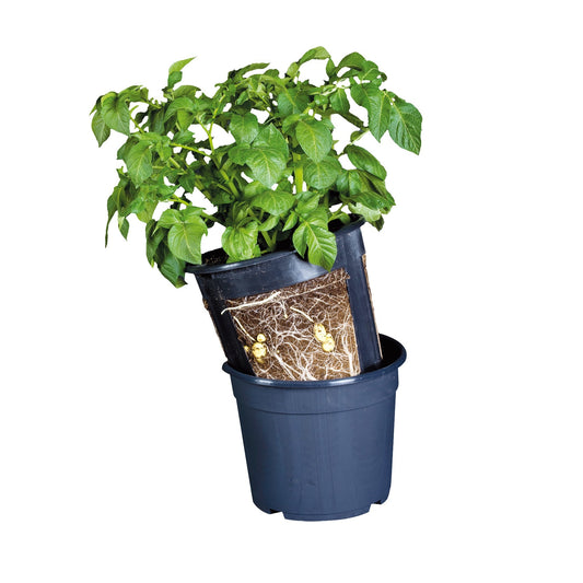 potato-pot
