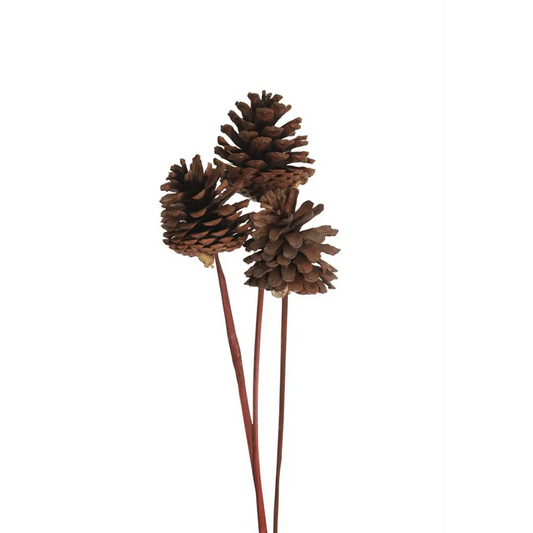 natural-pine-cones-5-stem