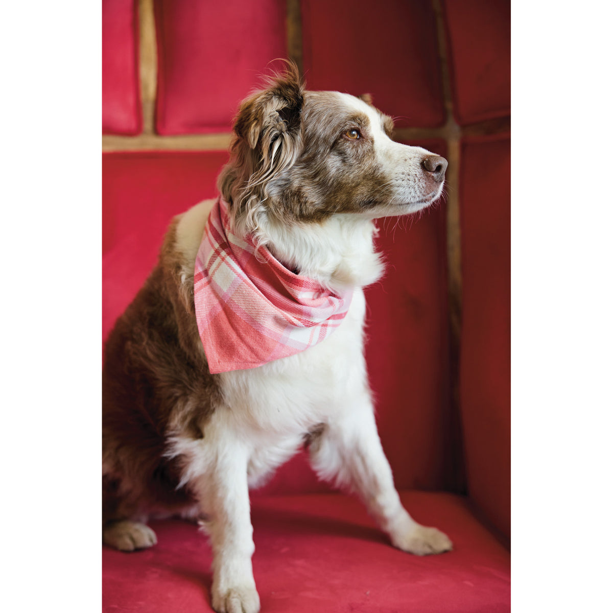 Festive Flannel Dog Scarf